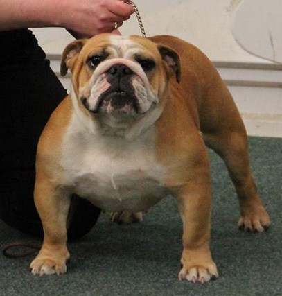 韓國可愛い[SOFTTHUMBNAIL]Rocky, Bulldog Hartland Sky Bulldogs (@hartland_sky_bulldogs_) • Instagram